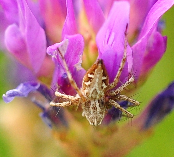 Oxyopes